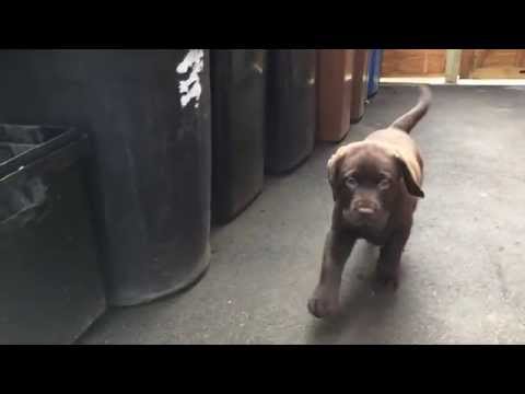 Walter The Chocolate Brown Lab