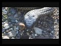 Snake Artist - young tiger Snake Artist - young tiger
