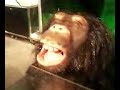 Gorrilla Gorrilla