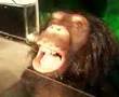 Gorrilla