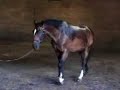 Facial/Joint Alignment/Navicular Study