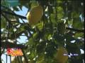 Clicca per Visualizzare : La trasmissione Occhio alla spesa parla del Limoncello Villa Massa e del Limone di Sorrento IGP
