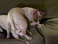 American Bulldog wresting with a Pitbull to Sabre Dance American Bulldog wresting with a Pitbull to Sabre Dance