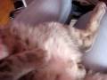 videos de Meow. =P