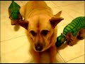 Why PLEO? Why PLEO?
