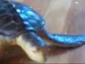 apareamiento del macho tortuga
