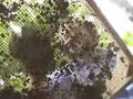 videos de Archaeological dig at Marlboro College