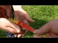 Click here to watch this video Schoolvistoernooi