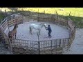 Quarter horse & Appaloosa
