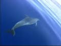 Delf�n mular - Bottlenose dolphin