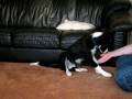 Tucker paw