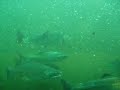 Ballard Locks Fish Ballard Locks Fish