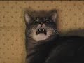 Cat of 1000 Faces