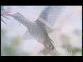 Humminbird