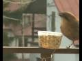 S�jka (Garrulus glandarius)