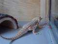 Lacoste-vs-The-Roach