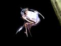 Dead Pelican