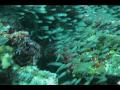 Similan and Burma Weird Stuff