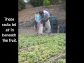 Grape Harvest, Bodegas Bentomiz