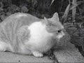 Kitty Paranoia Kitty Paranoia