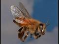 Psychic intuitive offers explanation on bee disappearance