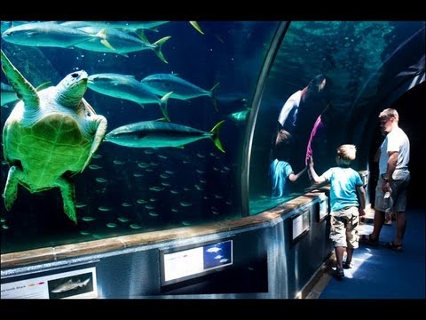 South Africa (photo) – Южная Африка, Мозамбик, парк Клюгера
