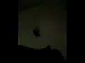 IMG_0013.mp4