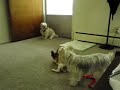 Papillon Loki Frustrated That Shih Tzu Doesn\