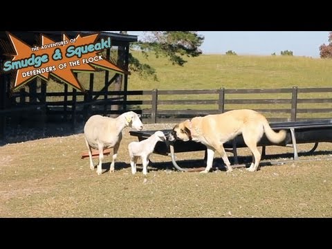 turkish shepherd dog - Like Smudge & Squeak? Thumbs up above and Subscribe: http://bit.ly/PocmAb There's more Smudge & Squeak where this came from: http://bit.ly/R2qk5z Want amazin...