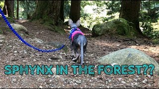 How would a Sphynx kitten do on a hike? Lets find out!