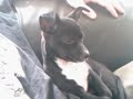 RICKY!!! heres my sleepy little puppy! RICKY!!! heres my sleepy little puppy!