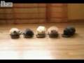 videos de Kittens at Lunch