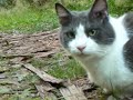 Dedicated to my cat  Zorro