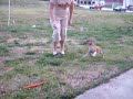 Klancey and the Dog