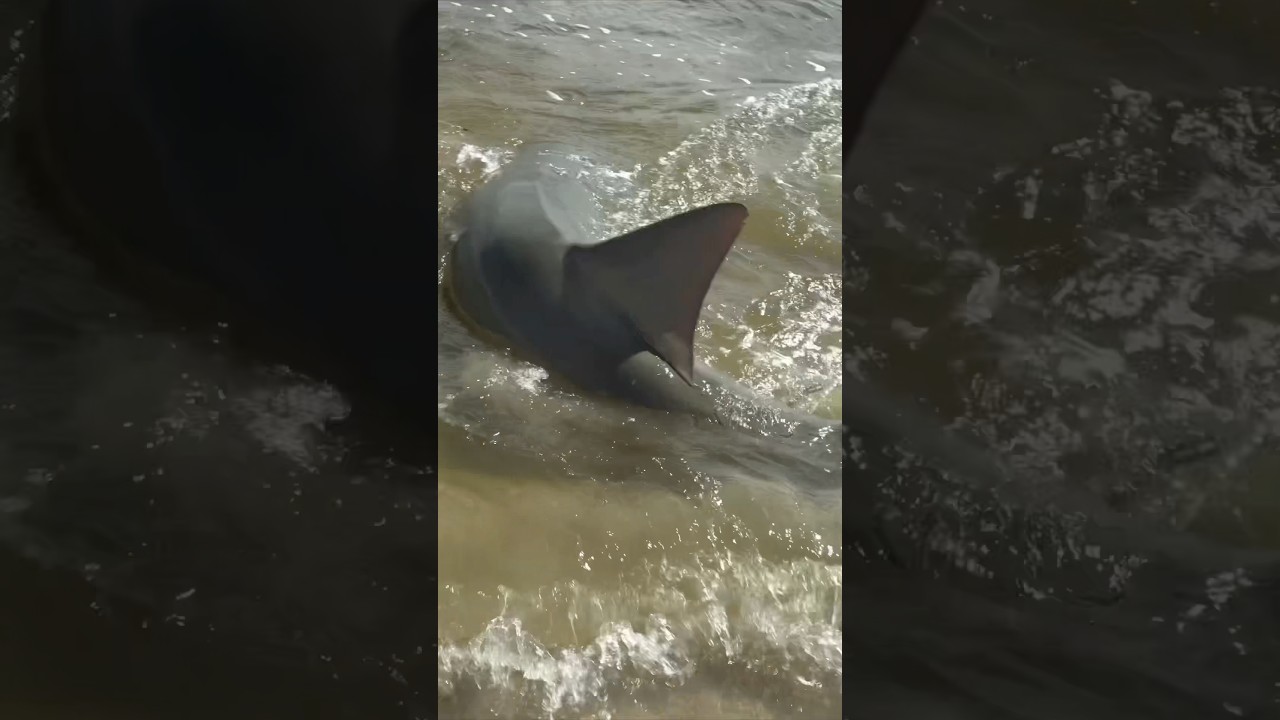 Massive 17ft Sawfish