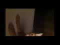 Cat Does Not Want The Lights To Be Turned Off