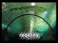 videos de marineland