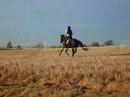 quinta, recommencement du galop quinta, recommencement du galop