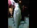 Fish-2008 Fish-2008
