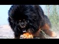 Видео - 10 самых сильных собак в мире!