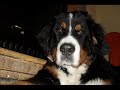 bovaro bernese 6 mesi
