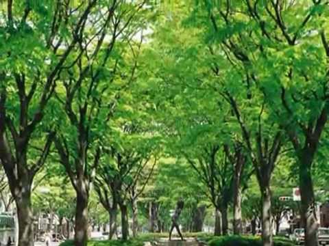 青葉城恋唄 青叶城恋歌 Aobajoukoiuta