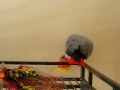 Her beloved Ball part 2. Emma my Congo African grey