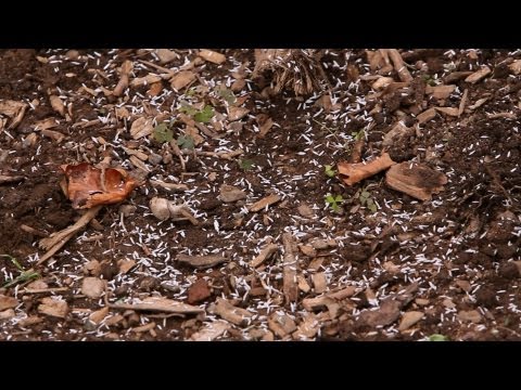 how to decide where to plant trees in yard