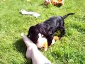 Baby Billy Cocker Spaniel 3