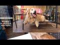 S. Korea 9 Dogs LIVE #반려견 #대형견 가족  260208