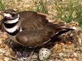 Killdeer Bird Nest with Chicks