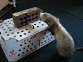 2 Ferrets Vs. 36 Baby Chicks 2 Ferrets Vs. 36 Baby Chicks