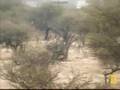 African Wild Dogs AKA Painted or Cape Hunting Dogs