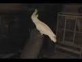 Pappagallo Pappagallo